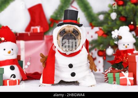 Schneemann Hund. Französische Bulldogge webt neben Weihnachtsbaum und Geschenkschachteln ein lustiges Weihnachtskostüm Stockfoto