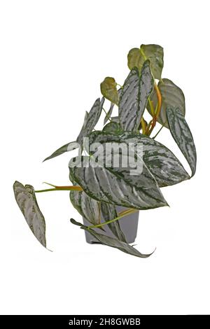 Exotische Zimmerpflanze 'Philodendron Brandtianum' mit silbernem Muster auf Blättern im Blumentopf auf weißem Hintergrund Stockfoto