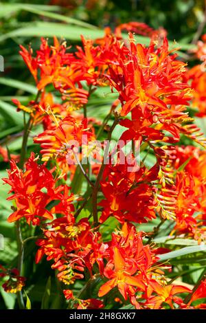 Crocosmia 'Spitfire' eine im Sommer blühende Pflanze mit einer orangeroten Sommerblüte, auch als Montbretia bekannt, Stockfoto Stockfoto