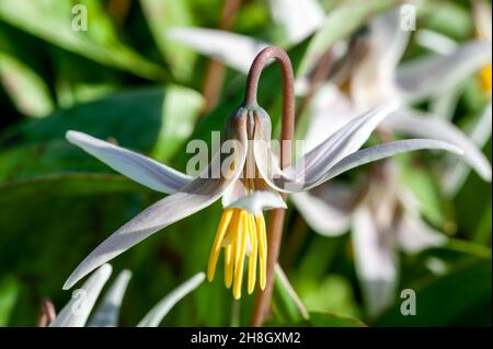 Erythronium Albidum eine im Frühling blühende Sommerpflanze mit einer weißen Frühlingsblume, die allgemein als Hundszahnviolett, Fawnlilie oder Forellenlilie, Bestand bekannt ist Stockfoto