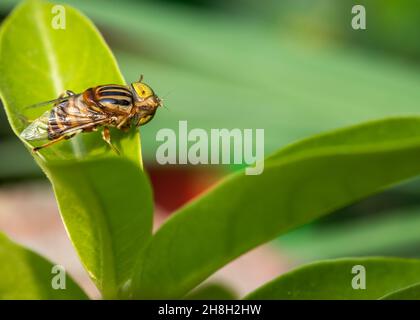 Eristalinus megacephalus fliegt, während er auf einem Blatt sitzt und seinen Kopf dreht Stockfoto
