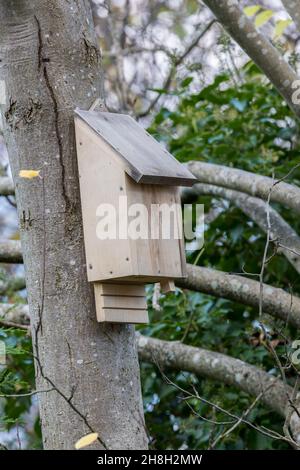 Fledermauskiste in Esche, Wales, Großbritannien Stockfoto