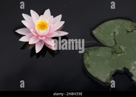 Cow Pond, Windsor Great Park Stockfoto