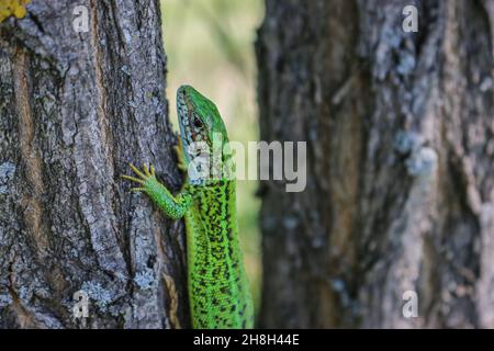 Weibchen der europäischen grünen Eidechse, Lacerta viridis auf der Rinde im Deliblato Sand in der Vojvodina Stockfoto