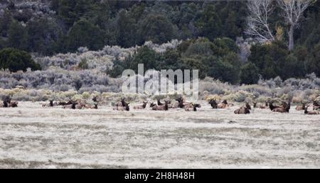 Die Herde wilder Elche, die in tiefere Höhen wandern, ruhen auf den Old Yellowstone Trails in Gardiner, Montana, nahe des nördlichen Eingangs zum Yellowstone Nat Stockfoto