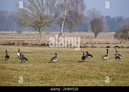 Borts, Grey lag Geese Anser Anser auf Einer Wiese in Ampermoos, Flusstal Fen am Ammersee in Oberbayern Stockfoto