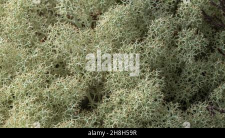 Makrodetails von Cladonia sp. Flechten im Winter. Stockfoto