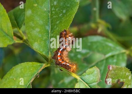 Acronicta Rumicis, Knot Grass moth Stockfoto