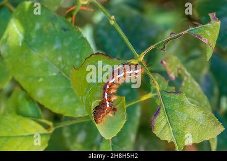 Acronicta Rumicis, Knot Grass moth Stockfoto