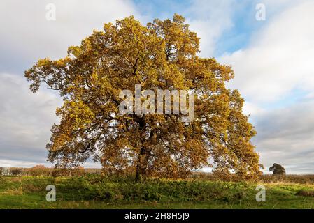 Englische Eiche (Quercus ruber) oder Pendunculate Eiche, im Herbst (Herbst) Farben gegen den Himmel isoliert. Stockfoto