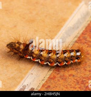 Acronicta Rumicis, Knot Grass moth Stockfoto