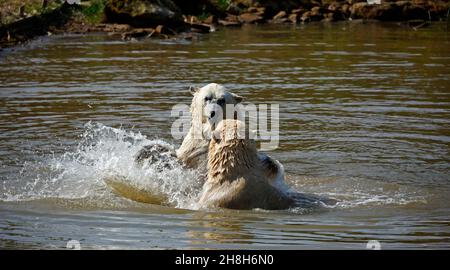 Eisbären kämpfen in ihrem See in einem Wildpark Stockfoto