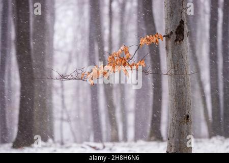 Schneit im Wald. Der Winter kommt. Zweig der Buche mit Herbstblättern im Wind. Kaltes Wetter im Wechsel der Saison Stockfoto