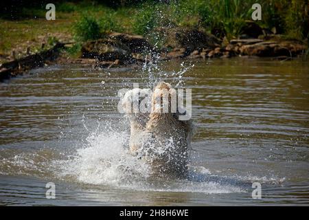 Eisbären kämpfen in ihrem See in einem Wildpark Stockfoto