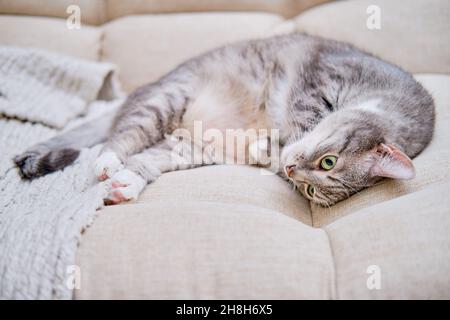 Eine graue Katze mit grünen Augen liegt auf einem beigen Sofa, Portrait Stockfoto
