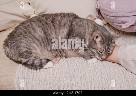 Eine große graue Katze schläft gekuschelt an ein Frauenbein Stockfoto