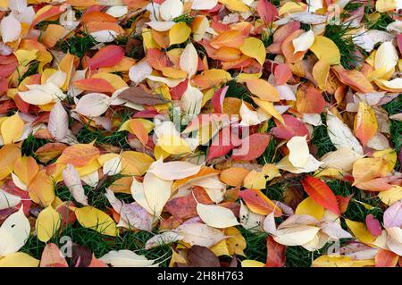 Nahaufnahme der bunten Herbstblätter des blühenden Kirschbaums, Prunus schafft ein abstraktes Muster Stockfoto