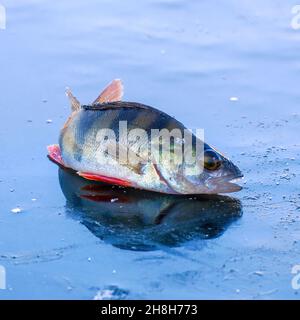 Flussbarsch, gefangen beim Winterfischen, liegt auf dem Eis Stockfoto