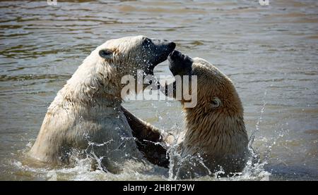 Eisbären kämpfen in ihrem See in einem Wildpark Stockfoto