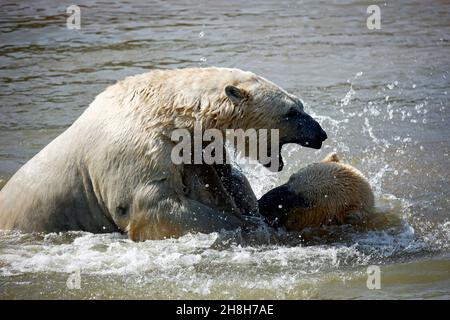 Eisbären kämpfen in ihrem See in einem Wildpark Stockfoto