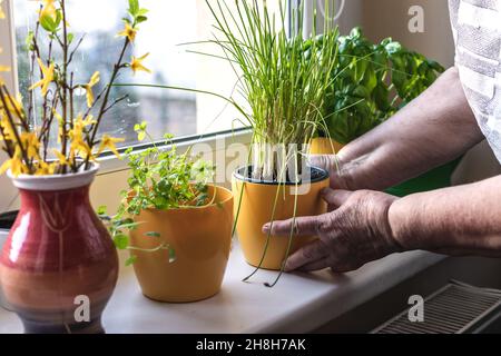 Die ältere Frau kümmert sich um Topfpflanzen und Kräuter auf der Fensterbank. Frische pflanzliche Zutaten zu Hause Stockfoto