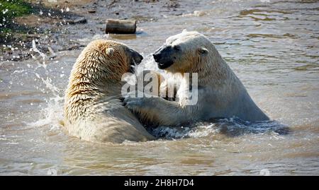 Eisbären kämpfen in ihrem See in einem Wildpark Stockfoto