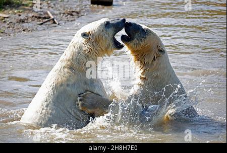 Eisbären kämpfen in ihrem See in einem Wildpark Stockfoto