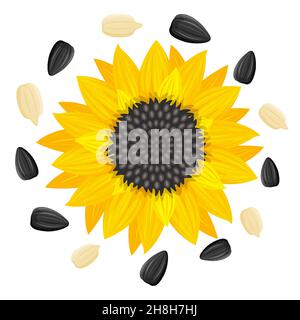 Gelbe Sonnenblume und Sonnenblumenkerne Vektor-Illustration isoliert auf weißem Hintergrund , Flat-Stil. Stock Vektor