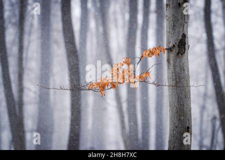 Der Winter kommt. Schneit im Wald. Zweig der Buche mit Herbstblättern im Wind. Kaltes Wetter im Wechsel der Saison Stockfoto
