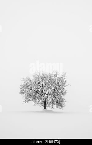 Einbunter Baum im Schnee. Winter schwarz-weiße Landschaft. Einfachheit und Minimalismus in der Natur Stockfoto