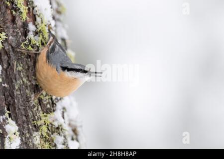 Der unglaubliche Nuthatch, Porträt der bildenden Kunst (Sitta europaea) Stockfoto