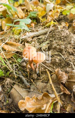 Deciever (Laccaria laccata), auch bekannt als Waxy laccaria, ist ein häufiger Waldpilz. Queenswood Country Park Herefordshire, Großbritannien. November 2021. Stockfoto