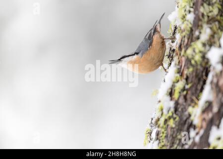 Der unglaubliche Nuthatch, Porträt der bildenden Kunst (Sitta europaea) Stockfoto