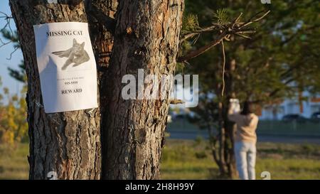 Plakat der vermissten Katze mit Bild hängt am Baum im Park Stockfoto