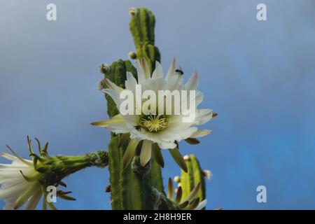 Nahaufnahme einer weißen Blüte eines pfeifenkaktus eines holländers gegen einen blauen Himmel Stockfoto