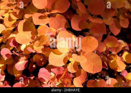 Orangefarbene und rote Herbstblätter haften an den Bäumen Stockfoto