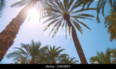 Ein Blick auf den sonnigen Himmel durch viele lange Blätter an einem spanischen Ort. Hochwertige Fotos Stockfoto