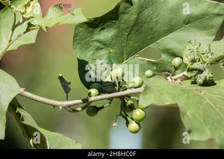 Die Putenbeere verzweigt sich auf dem Baum im Garten Stockfoto
