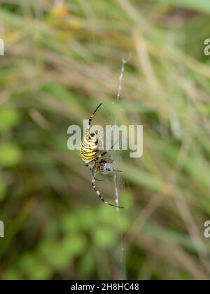 Wespe Spider, die eine männliche Wespe Spider nach der Paarung vordatiert Stockfoto