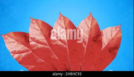 Nahaufnahme von roten Herbstblättern vor blauem Hintergrund mit Kopierfläche Stockfoto