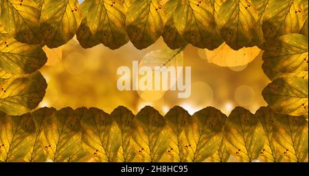 Herbstblätter in Rahmenform mit Kopierraum angeordnet Stockfoto