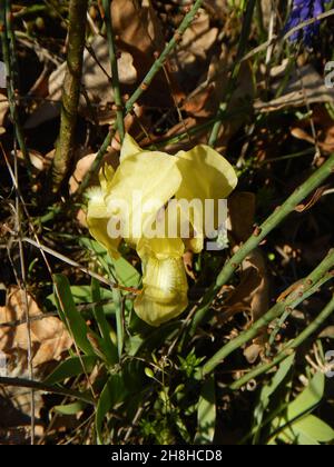 Seltene gelbe Orchidee aus den rhodopen bulgariens Stockfoto