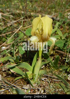 Seltene gelbe Orchidee aus den rhodopen bulgariens Stockfoto