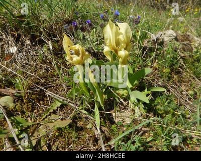 Seltene gelbe Orchidee aus den rhodopen bulgariens Stockfoto