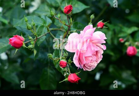 Rosenstrauch mit rosa Rosenblüte Stockfoto