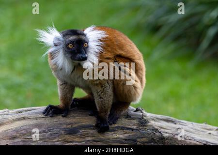 Weiblicher schwarzer Lemur, Eulemur macaco, sitzend auf einem Stück Holz. Der Moorlemur ist eine Art aus der Familie der Lemuridae und kommt in feuchten Wäldern in der Sambirano-Region Madagaskars vor. Hochwertige Fotos Stockfoto