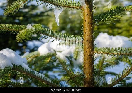 Frische neue Nadeln wachsen im Winter aus einer kleinen Tanne. An einem sonnigen Tag sind die Äste mit Schnee und Eis bedeckt. Makroaufnahme in Nahaufnahme, horizontal. Stockfoto