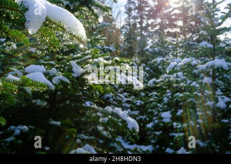 Winterhintergrund mit schneebedeckten Tannenbäumen (Nordmann-Tanne). Der Wassertropfen auf einem kleinen Tannenzapfen funkelt bei Sonnenaufgang in der Sonne. Seitenansicht, Nahaufnahme. Stockfoto