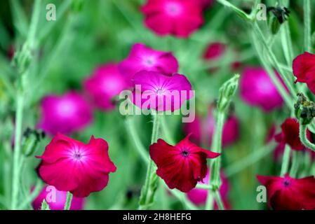 Bunch of Pink/Magenta Rose Campion (Lychnis coronaria) Blumen in den Grenzen von Newby Hall & Gardens, Ripon, North Yorkshire, England, Großbritannien Stockfoto