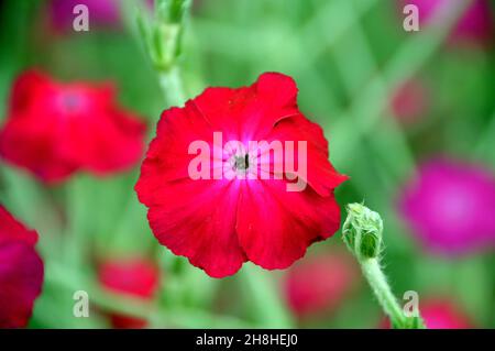 Single Pink/Magenta Rose Campion (Lychnis coronaria) Blume in den Grenzen von Newby Hall & Gardens, Ripon, North Yorkshire, England, Großbritannien Stockfoto